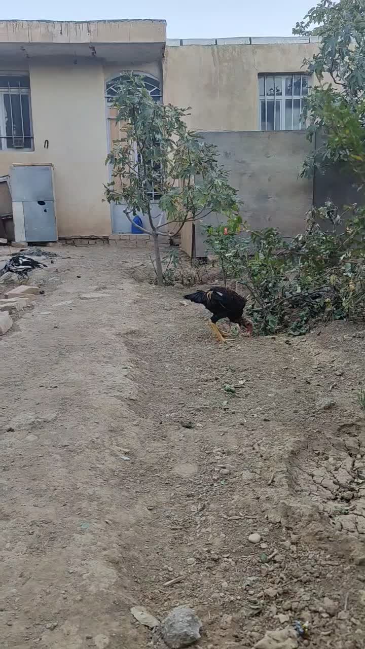 مرغ و خروس و جوجه لاری|حیوانات مزرعه|ضیاء آباد, |دیوار