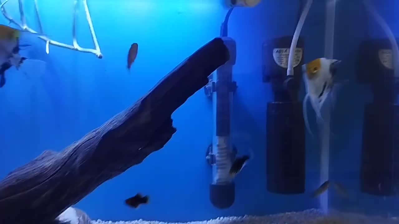 ماهی انجل|ماهی|مشهد, قائم|دیوار