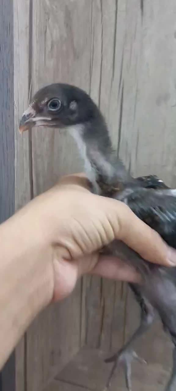 جوجه لاری اصیل|حیوانات مزرعه|تهران, جوادیه|دیوار