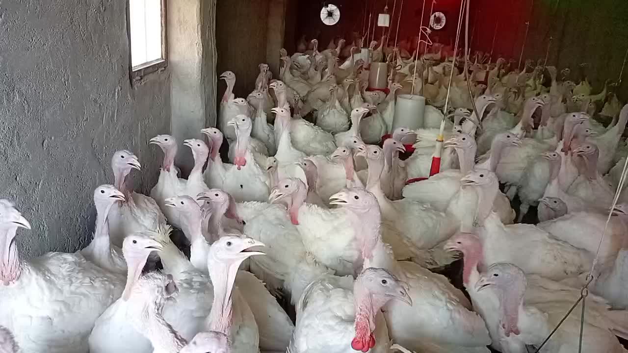 بوقلمون بیوتی|حیوانات مزرعه|یزد, |دیوار