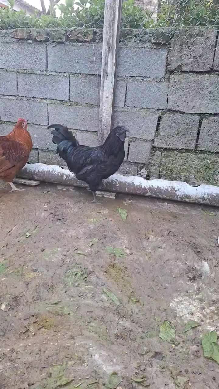 خروس ایام سمانی|حیوانات مزرعه|رویان, |دیوار