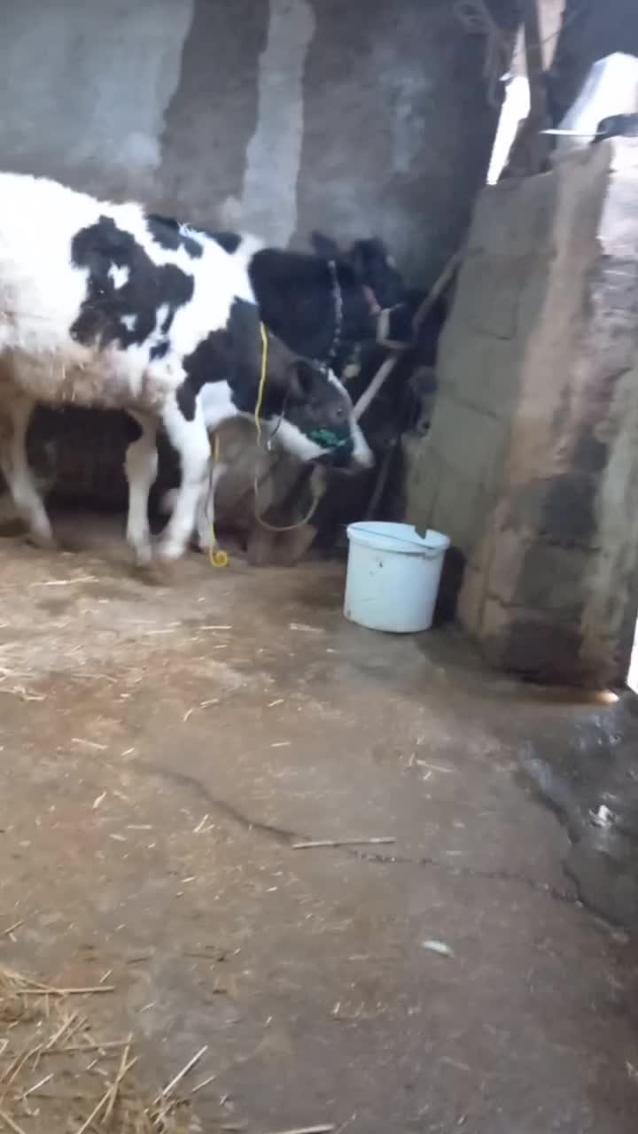 گوساله|حیوانات مزرعه|سیروان, |دیوار