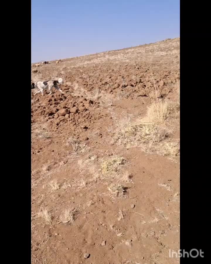 سگ نر|سگ|لاران, |دیوار