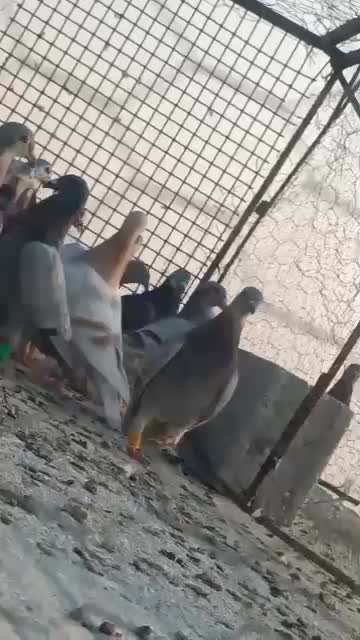 ۴۰ عدد پیازی غوره ای گوره ای خطی|پرنده|برازجان, |دیوار