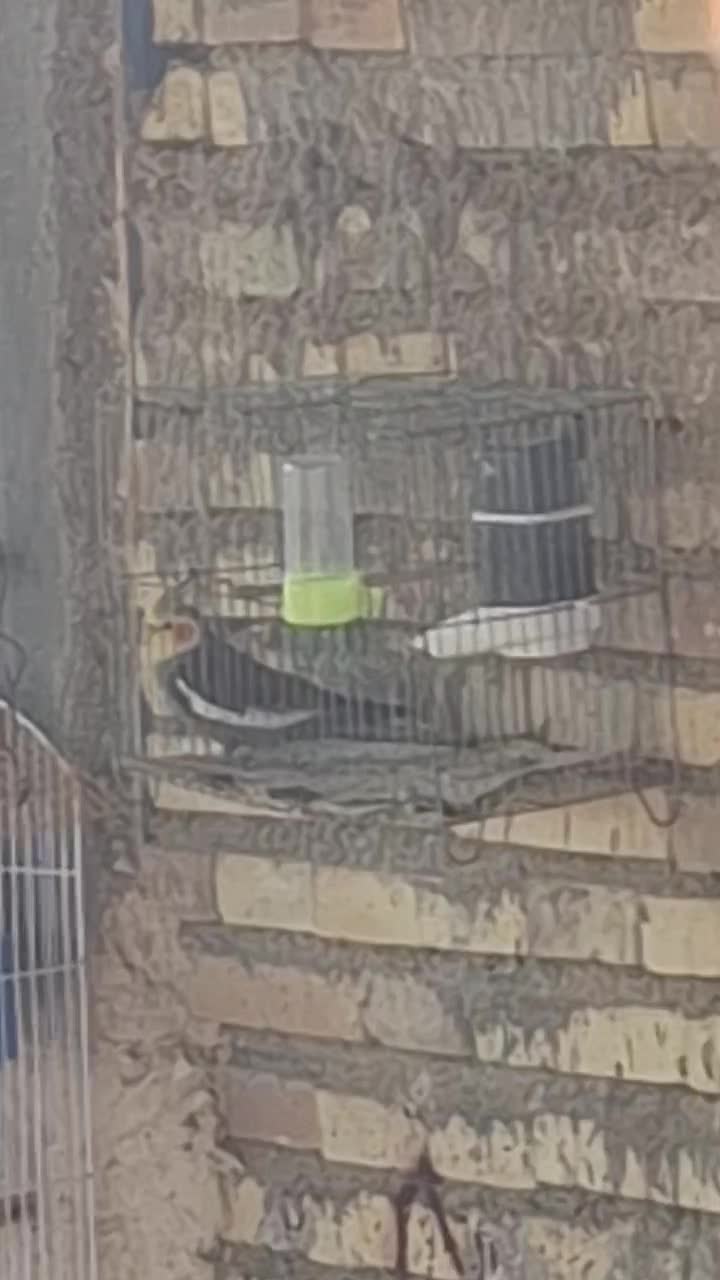 عروس هلندی|پرنده|رودان, |دیوار