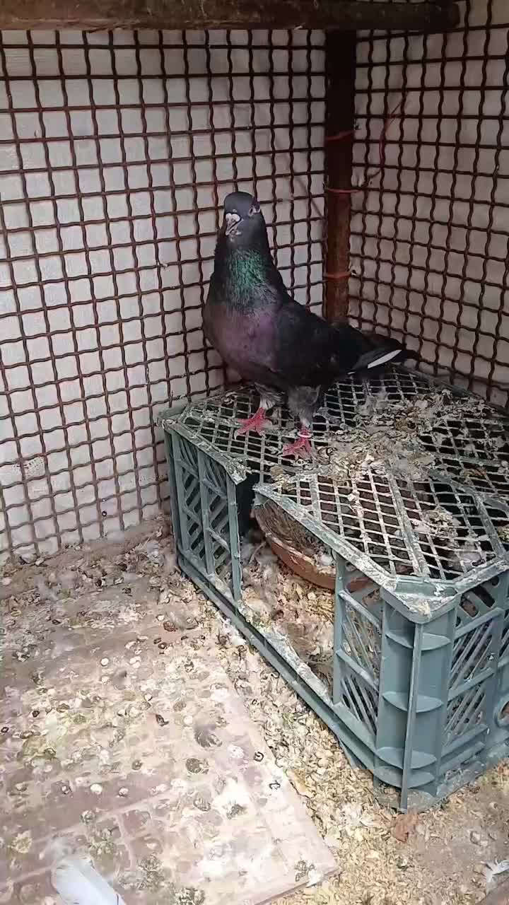 کبوتر آهنی نر ماده|پرنده|شاهین دژ, |دیوار