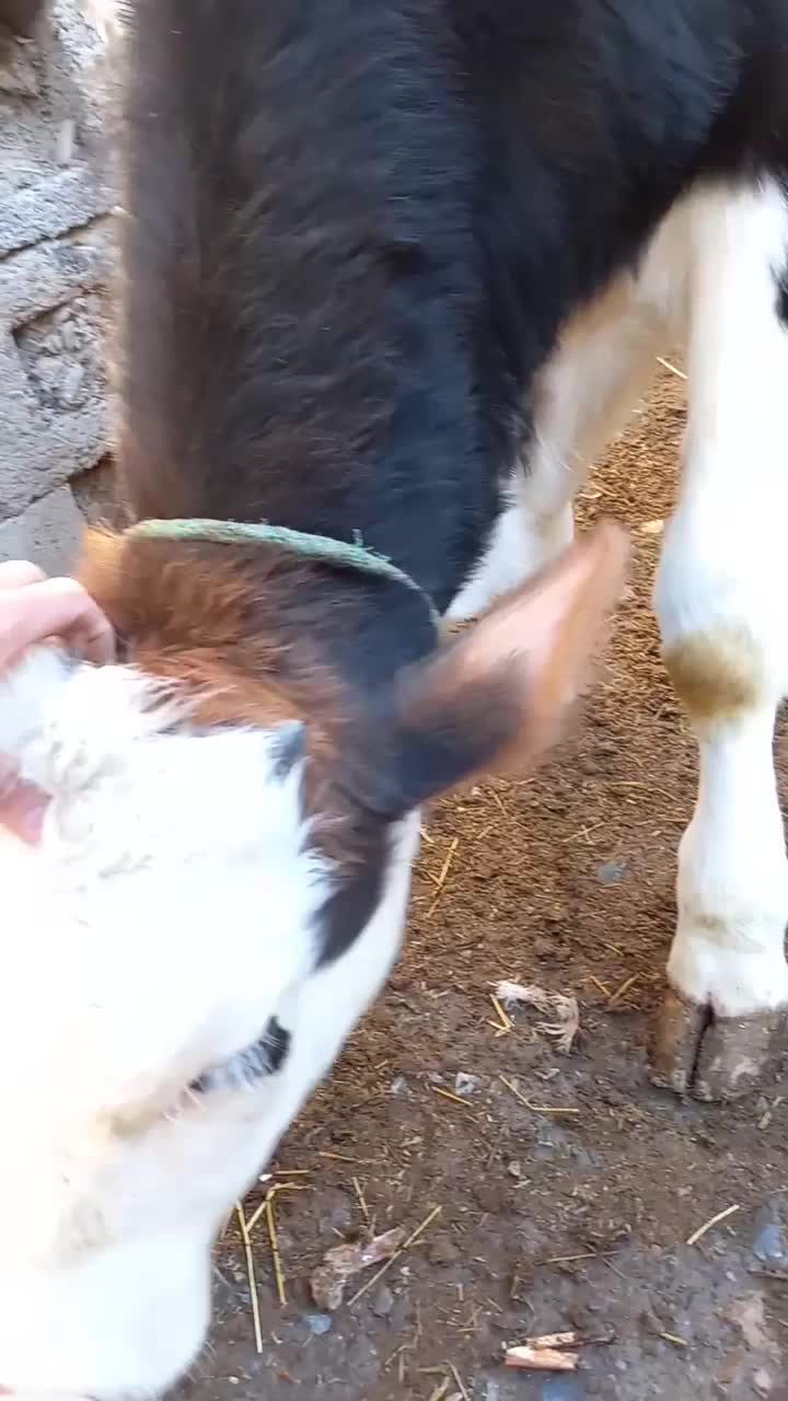 گوساله نر سیمینتال|حیوانات مزرعه|سیلوانه, |دیوار