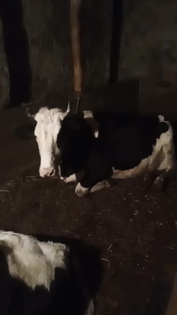 گاوسمینتال|حیوانات مزرعه|سیلوانه, |دیوار