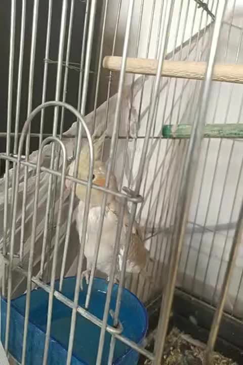 عروس هلند ماده|پرنده|بروجرد, |دیوار