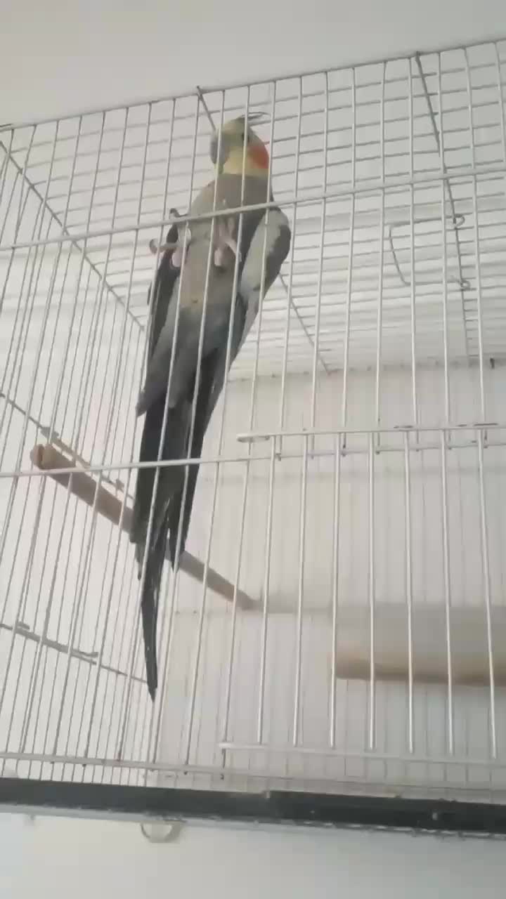 طوطی عروس فروشی|پرنده|خوش‌رودپی, |دیوار