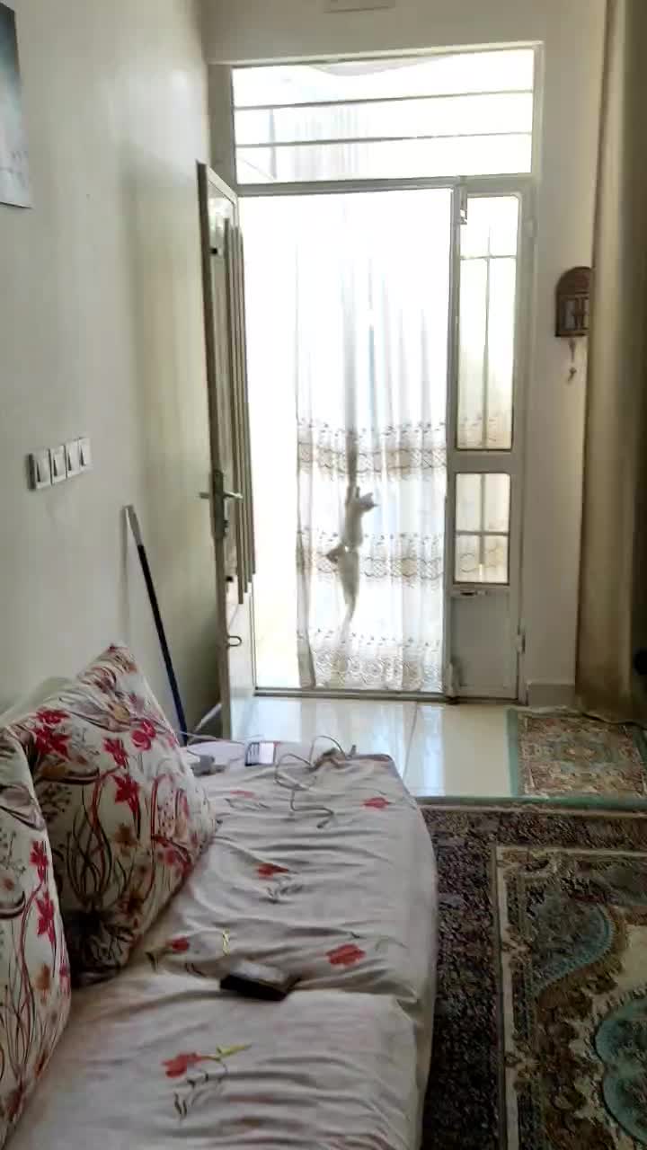 بچه گربه|گربه|مشهد, شهید شهریاری|دیوار