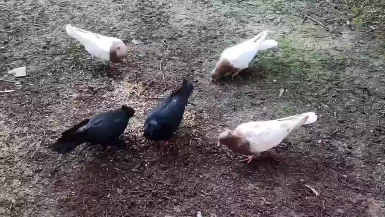 کبوتر|پرنده|رشت, گلباغ نماز|دیوار