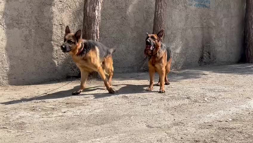 ژرمن کلاسیک شو نگهبان|سگ|شهریار, رامین|دیوار