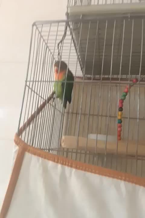 یک عدد طوطی برزیلی|پرنده|بهبهان, |دیوار