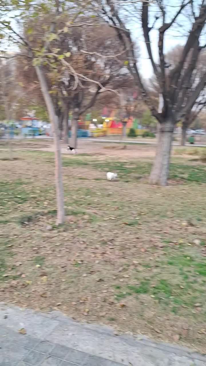 توله سگ بازیگوش|سگ|تهران, ابوذر|دیوار