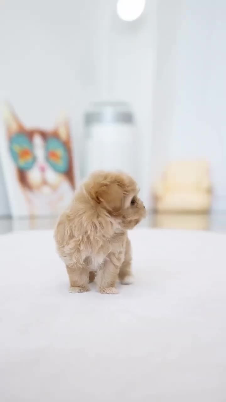 سگ گوگولی جیبی شیتزوپودل|سگ|تهران, جنت‌آباد جنوبی|دیوار