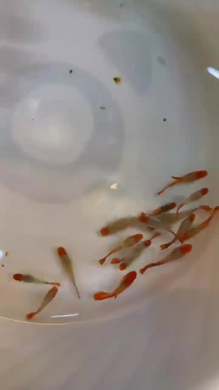 ماهی گوپی از ۶ هزار تا ۹ هزار|ماهی|تبریز, |دیوار