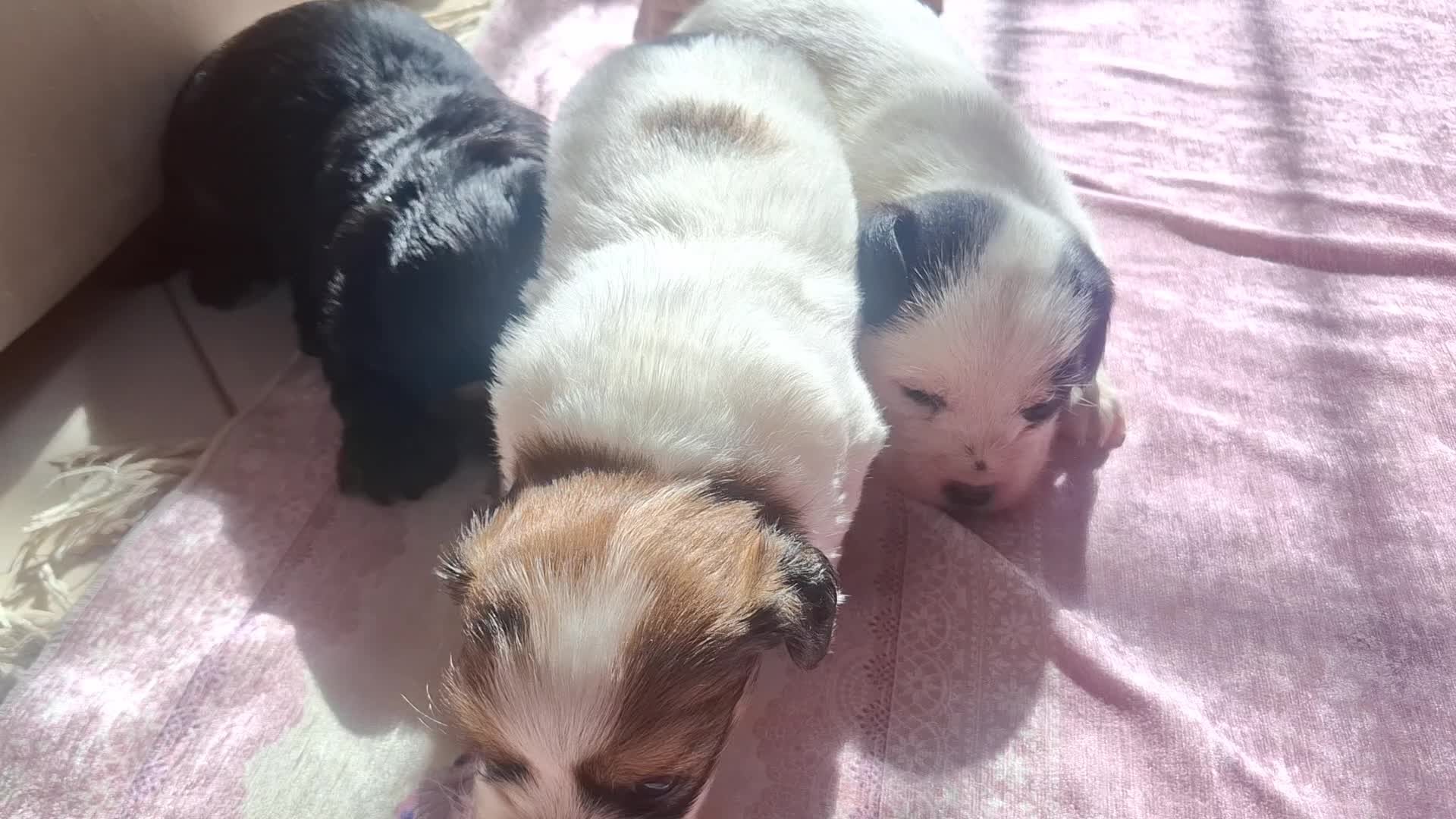 سگ پا کوتاه شیتزو|سگ|سمنان, |دیوار