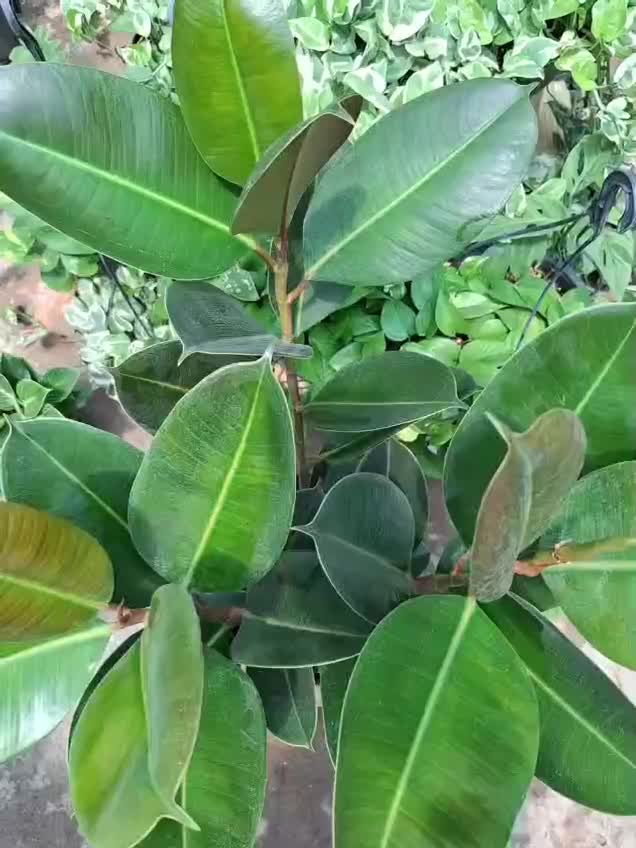 فروش ویژه گل و گلدون برای مناسبت خاص|گل و گیاه طبیعی|اصفهان, باغ فدک|دیوار