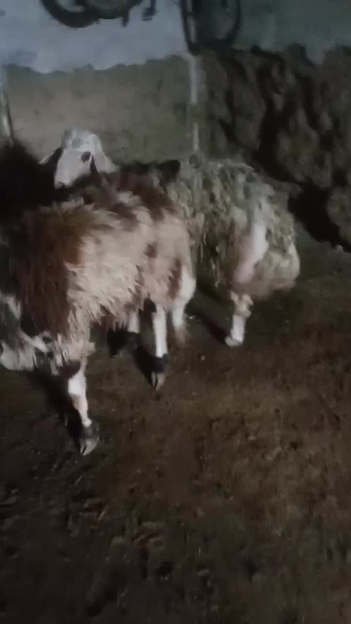 09010269308|سیمکارت|تربت جام, شاهد|دیوار