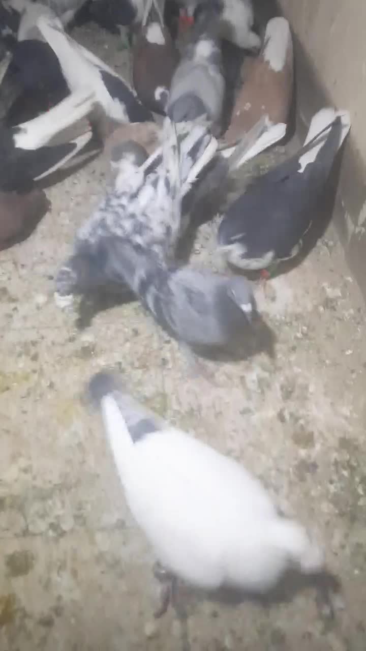 ۳۰ تا پرشی رنگی|پرنده|سبزوار, باهنر|دیوار