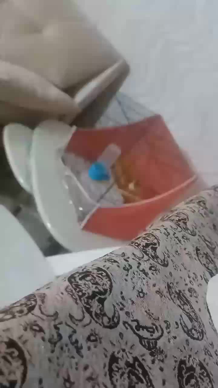 قناری نر بالغ|پرنده|مشهد, میعاد (شهرک غرب)|دیوار