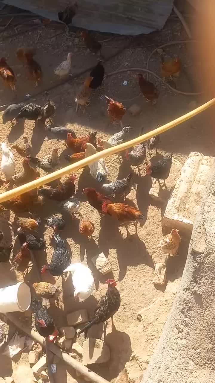 خروس ومرغ همه باهم دونه ۲۷۰همه جون|حیوانات مزرعه|سبزوار, صالح آباد|دیوار