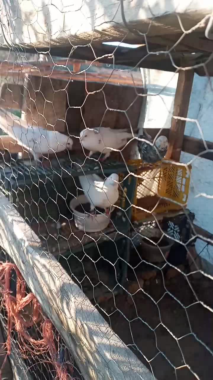 مایل معاوضه نیستم|پرنده|بندر ترکمن, |دیوار