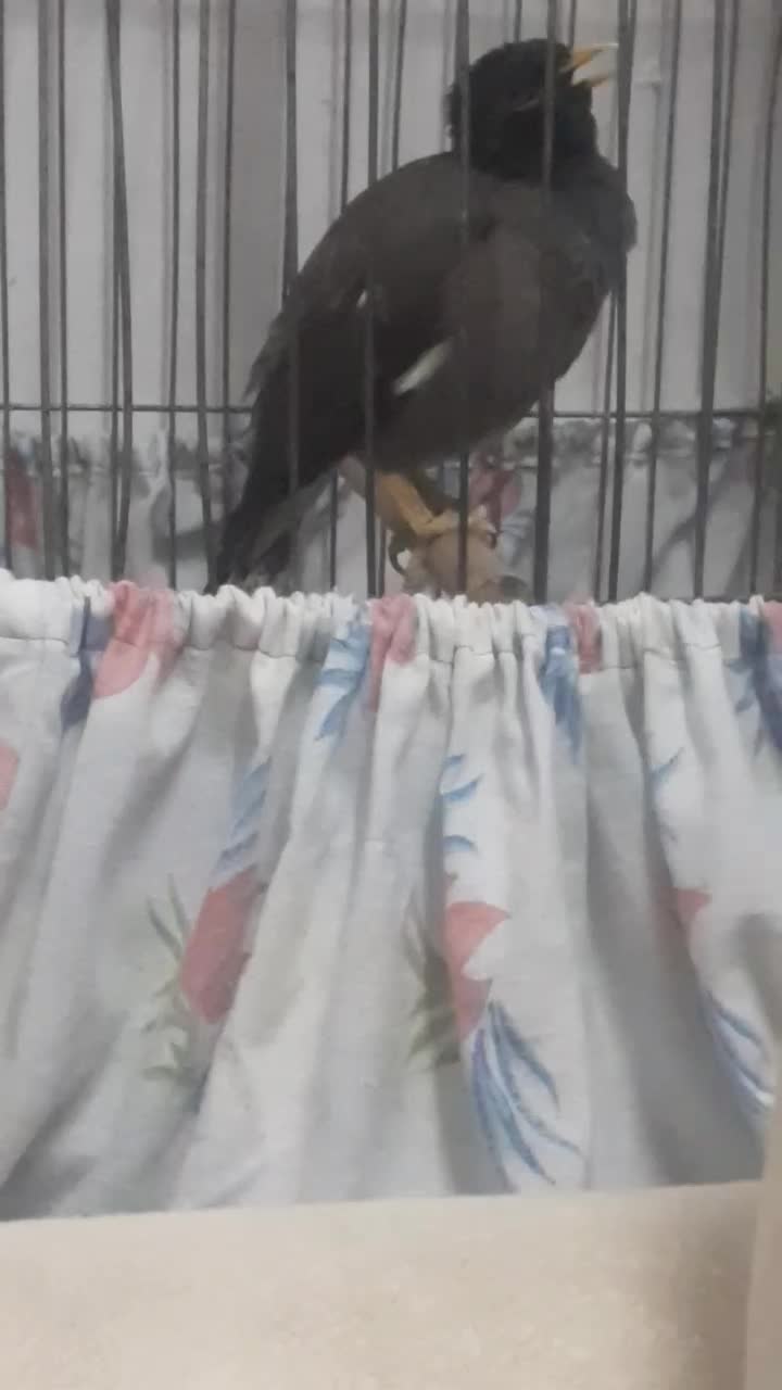 مرغ مینا سخنگو کلام بالا|پرنده|یزد, |دیوار