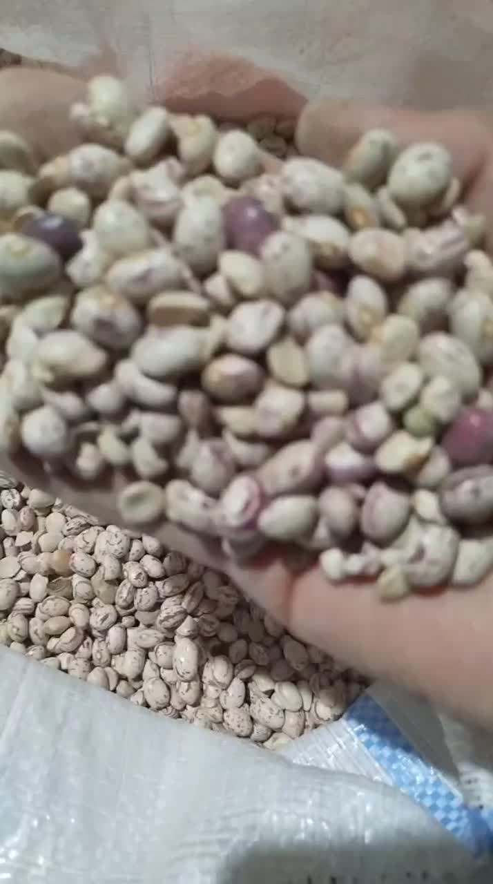 لوبیا چیتی کمیل درجه یک عمده|خوردنی و آشامیدنی|فریدونکنار, |دیوار