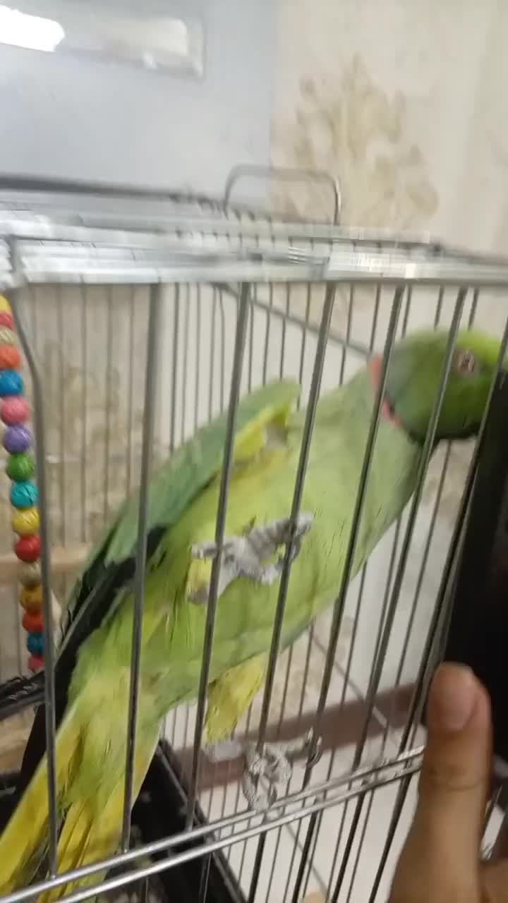 طوطی ملنگو نر سخنگو|پرنده|مشهد, ایثار|دیوار