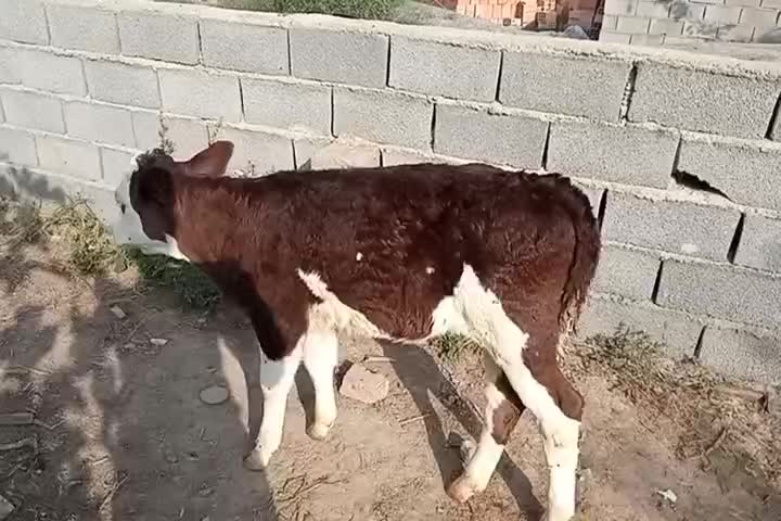 گوساله ماده مونت|حیوانات مزرعه|سیمین شهر, |دیوار