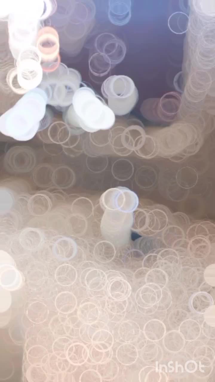 فروشی کفتر رنگی|پرنده|سراوان, |دیوار