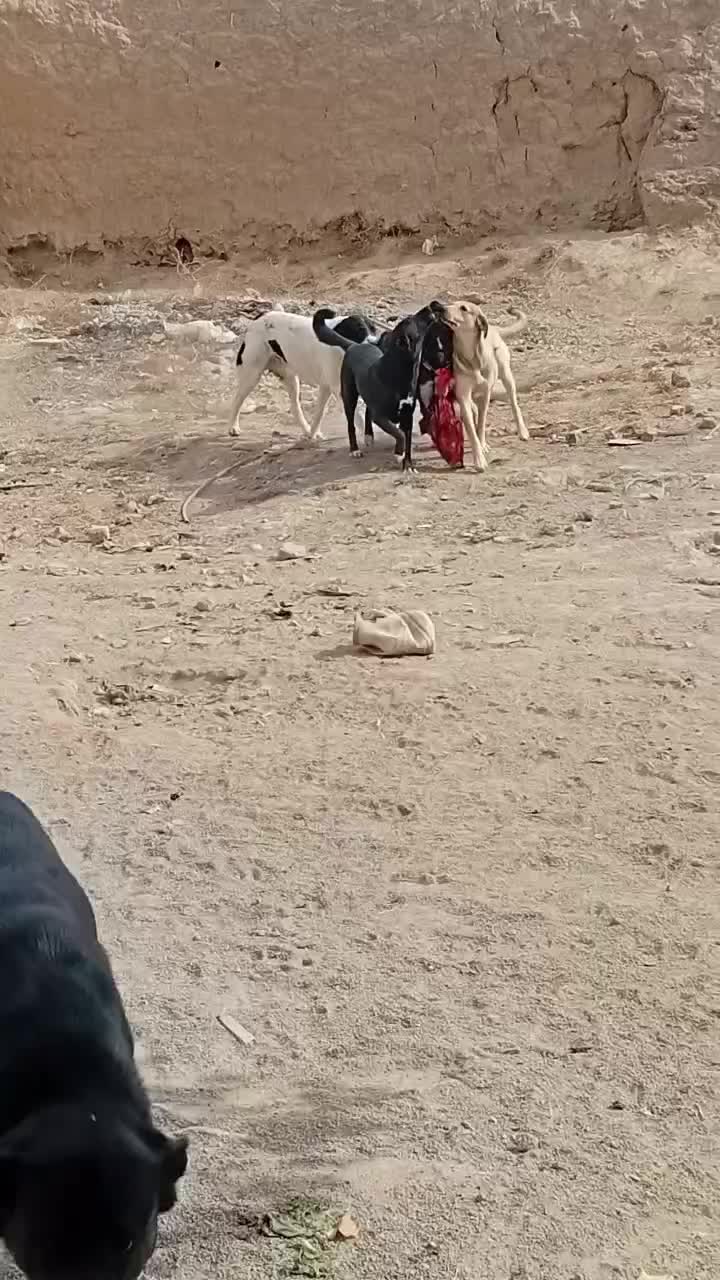 گمشده محدوده فرخان کهنه *مژدگانی ۳۰ میلیونی*|حیوانات|قوچان, |دیوار