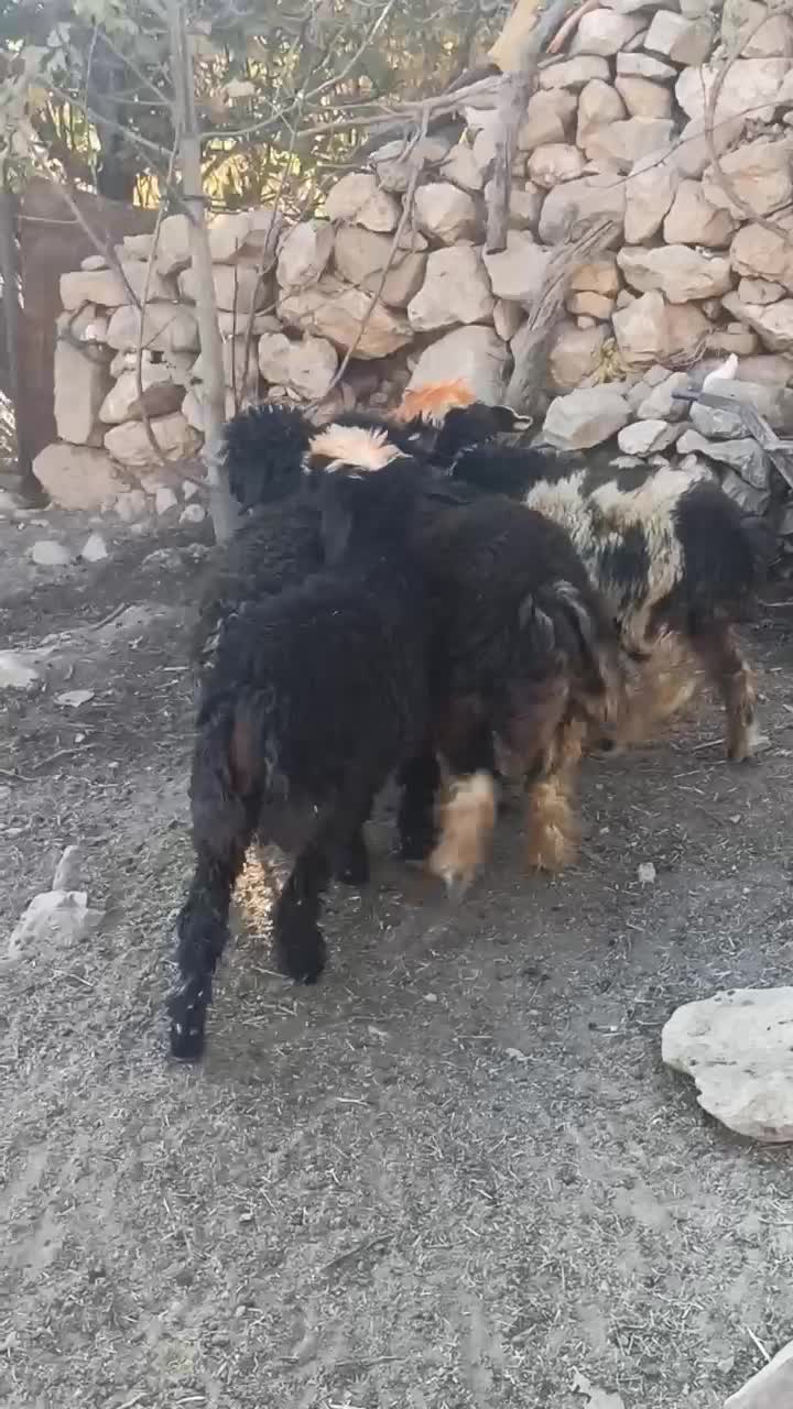 فروش 6 عدد کُوه ماده|حیوانات مزرعه|ایذه, |دیوار