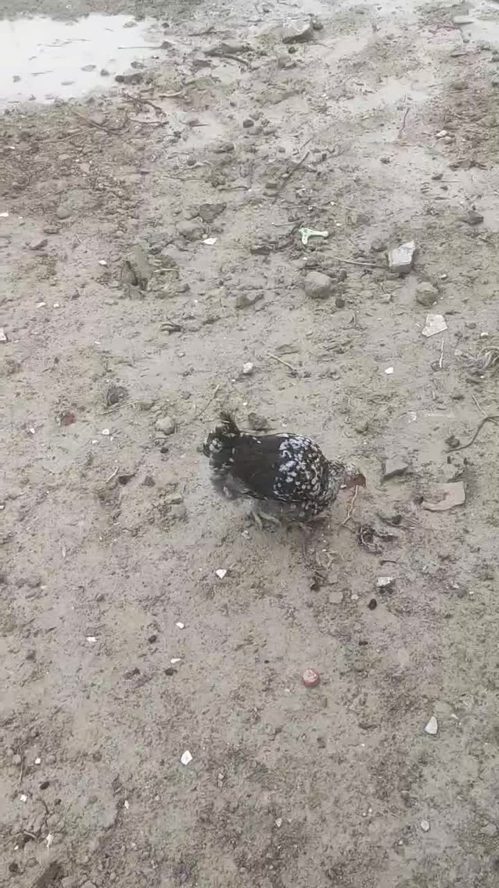 فروش مرغ لری|حیوانات مزرعه|گندمان, |دیوار