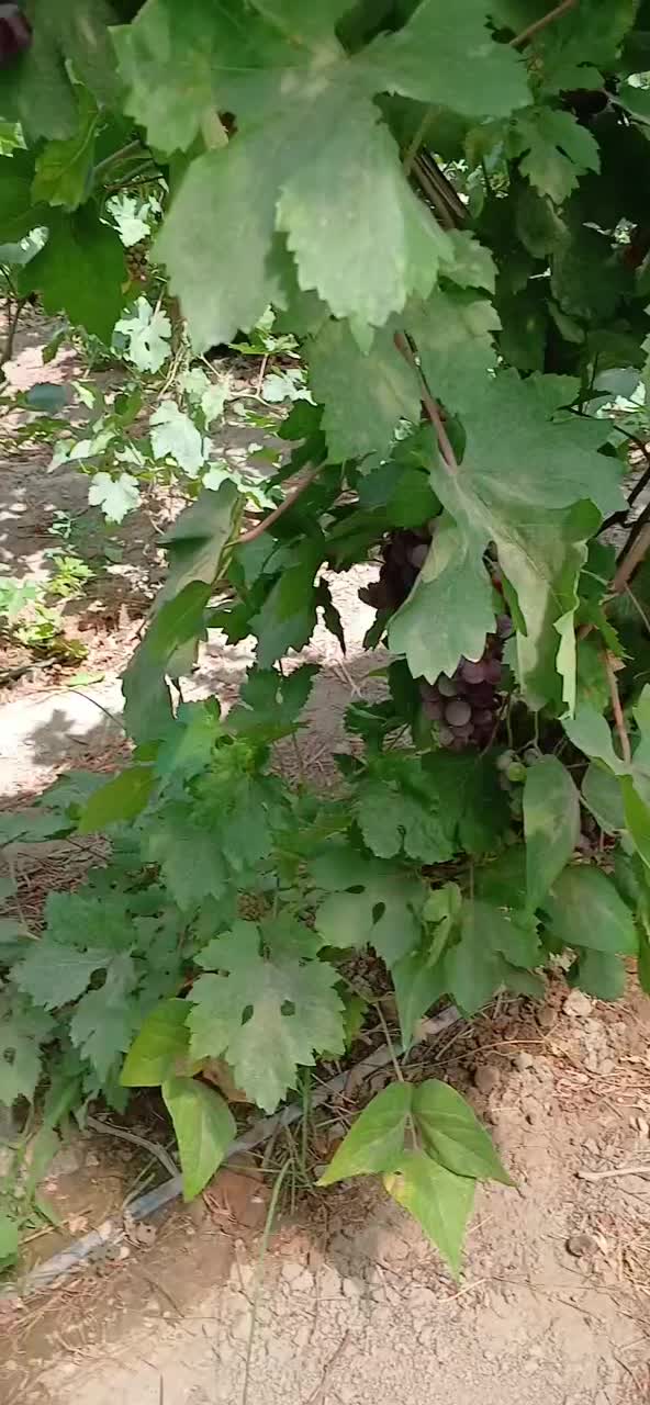 نهال انگور بی دانه|گل و گیاه طبیعی|شهریار, شهرک بهاران (ویره)|دیوار