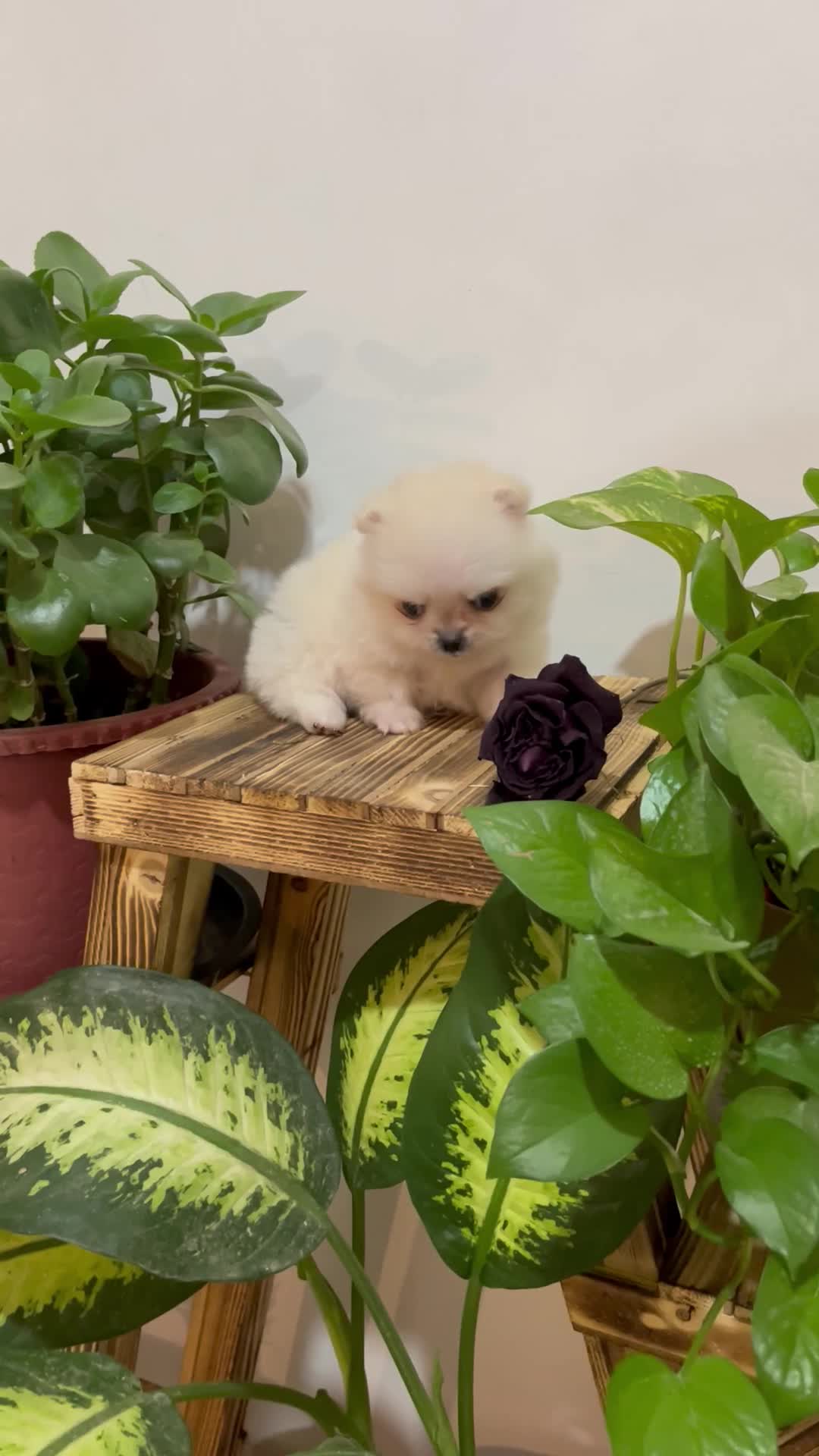 پامرانین فنجونی ۴۰۰ گرمی|سگ|باغستان, |دیوار