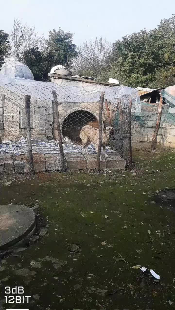 ماده سگ سرابی|سگ|تالش, هشتپر|دیوار