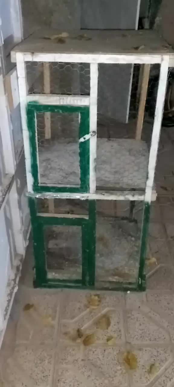 قفس بزرگ مخصوص جفتگاه|پرنده|نصر آباد, |دیوار