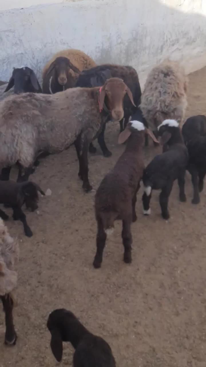 فروش میش هترو|حیوانات مزرعه|سبزوار, قصبه شرقی|دیوار