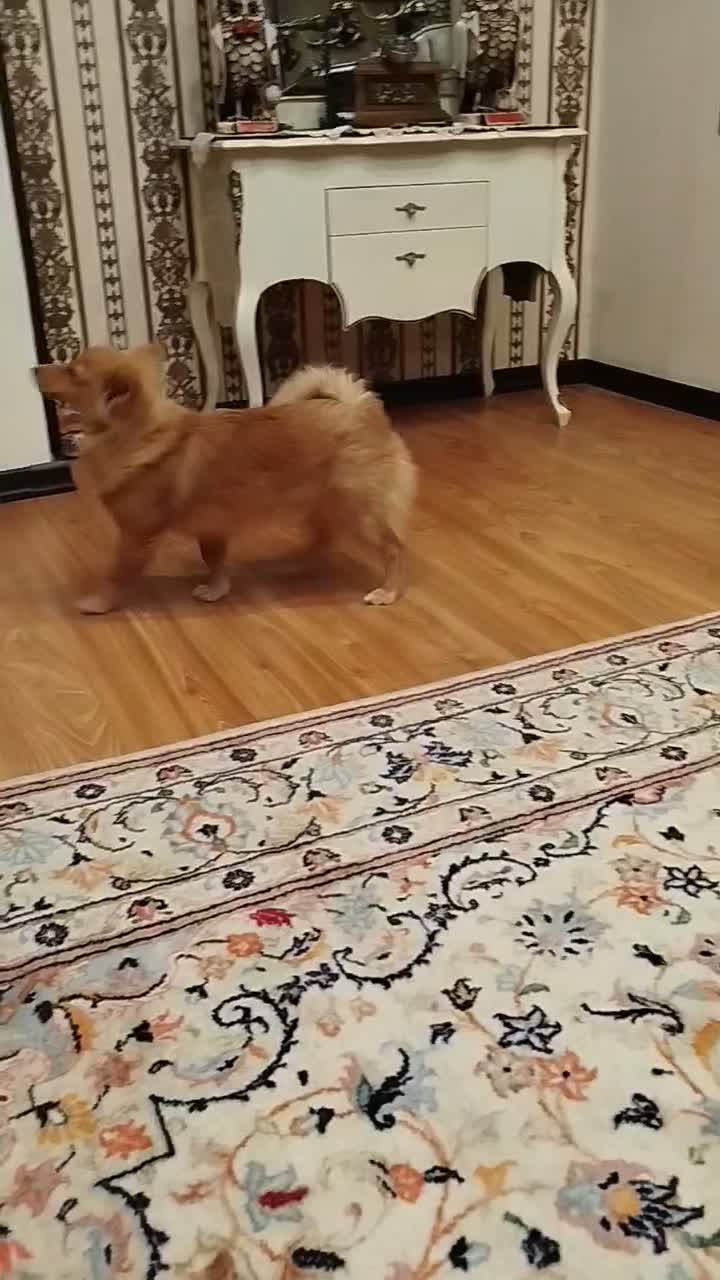 پامرین ۹ماه نر|سگ|کرج, عظیمیه|دیوار