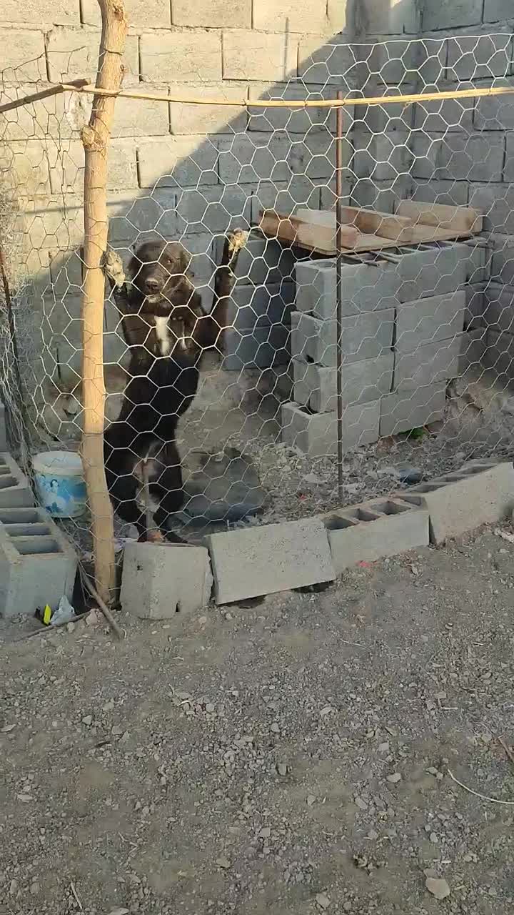 سگ نگهبان|سگ|فنوج, |دیوار