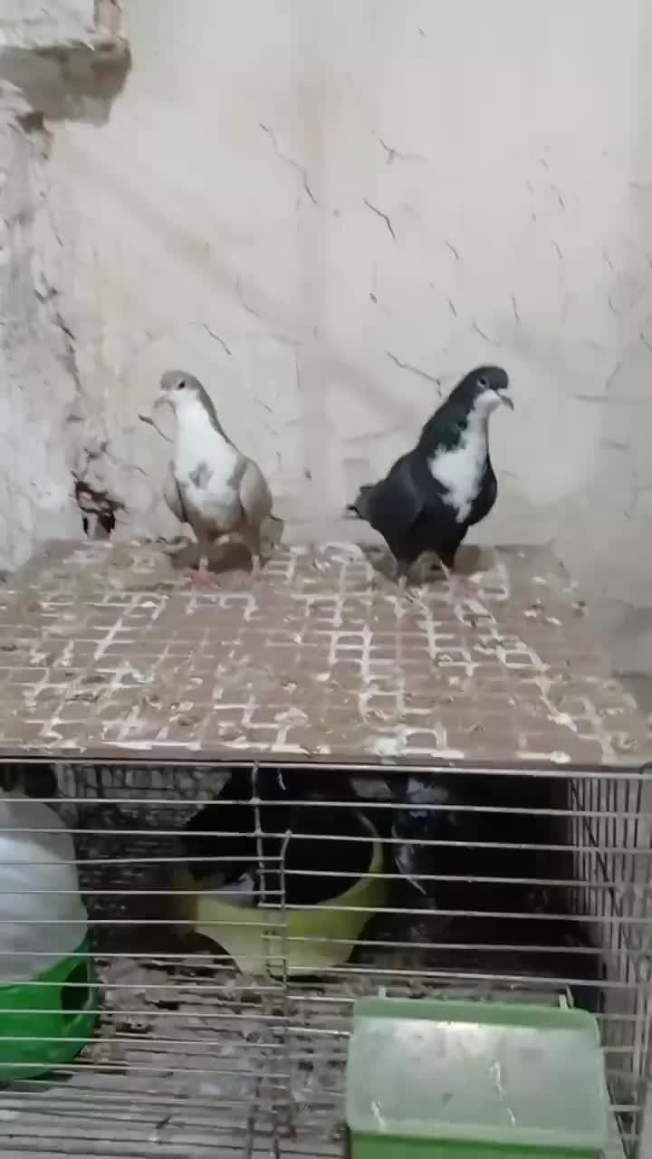 جفت ریش رسمی|پرنده|بافق, |دیوار