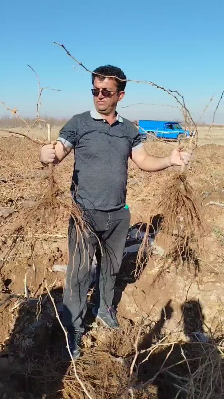 نهال انگور با ضمانت کتبی|خدمات باغبانی و درختکاری|تاکستان, |دیوار