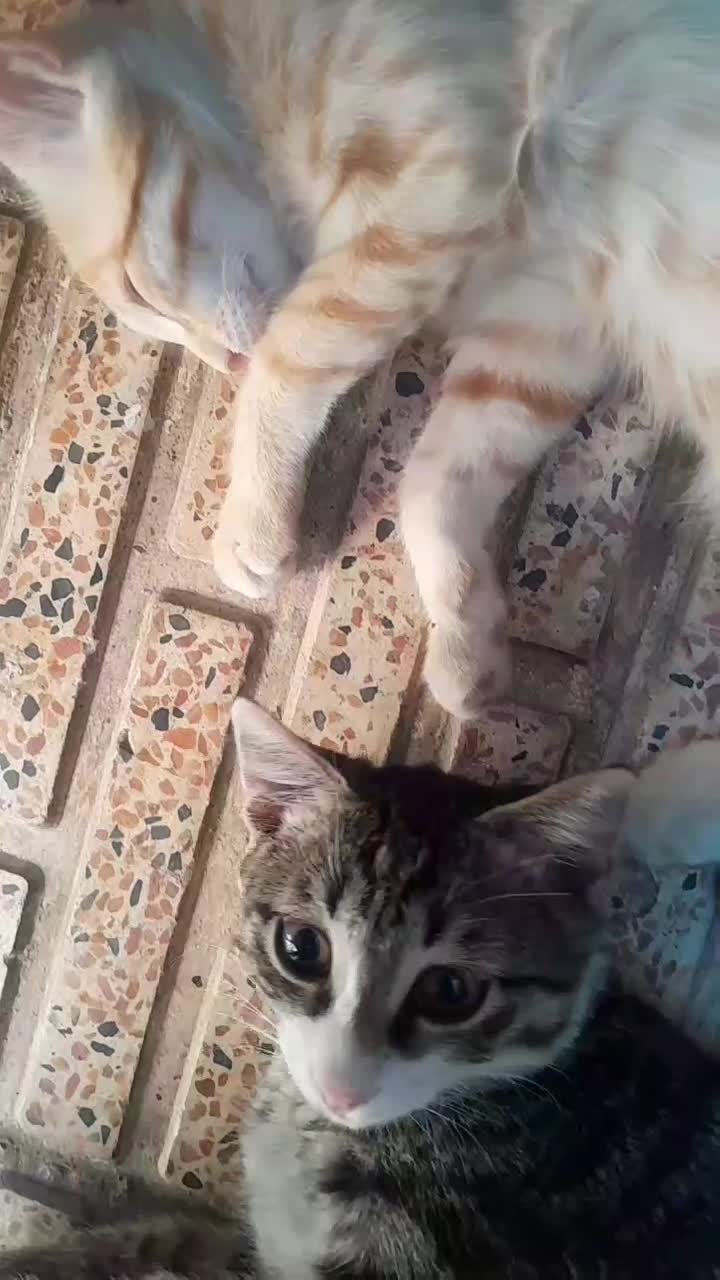 گربه ی گمشده|حیوانات|تبریز, |دیوار