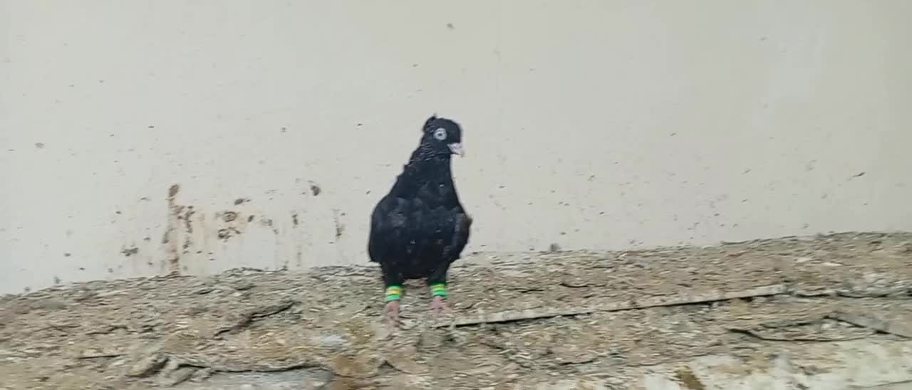 زاغ|پرنده|مسجد سلیمان, |دیوار