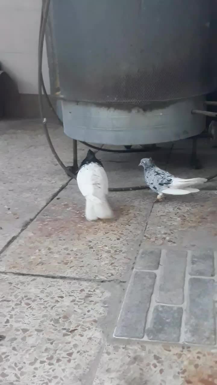 فروش جفت کله سیاه یاهمون کله اهوازی|پرنده|کارون, |دیوار