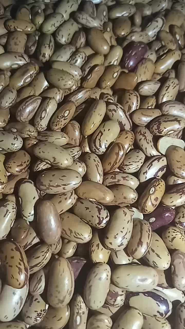 لوبیا چیتی درجه یک زنجان|عمدهفروشی|سوسنگرد, |دیوار