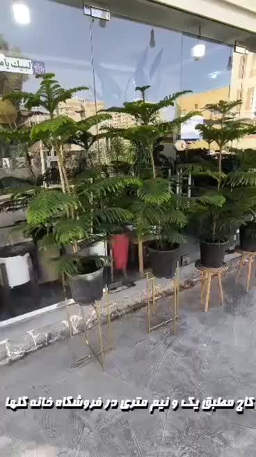 کاج مطبق|گل و گیاه طبیعی|بندرعباس, |دیوار